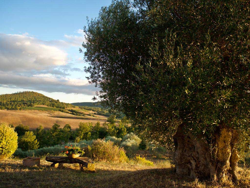 olivenbaum-italien