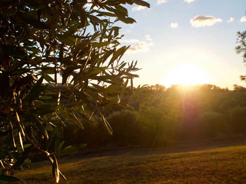 sonnenuntergang-olivenbaum-italien