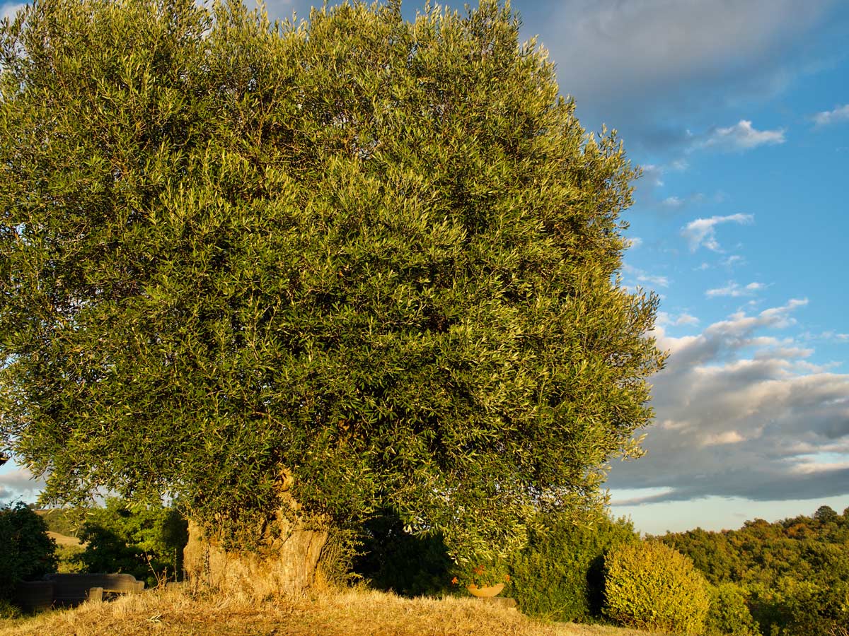 olivenbaum